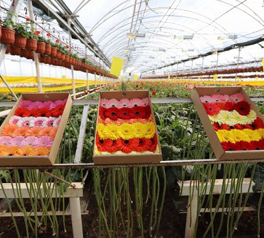 В Оренбуржье вырастили миллион тюльпанов