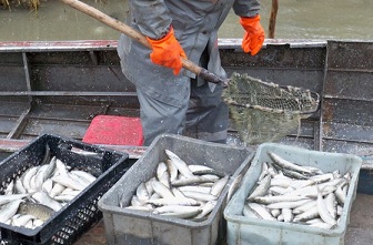 Рыбохозяйственная отрасль демонстрирует устойчивый рост
