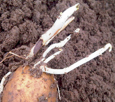 ВАЙБРАНС® ТОП – новый уровень в защите картофеля от почвенных болезней и вредителей
