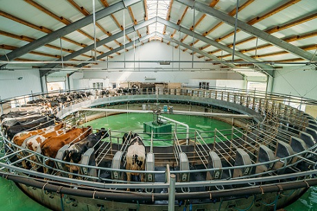 Молочное животноводство в России привлекает инвестиции