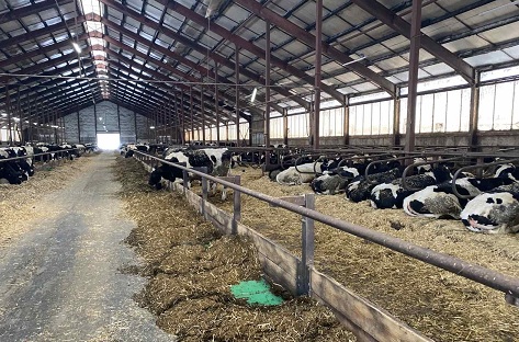 В Пензенской области растет производство скота и птицы