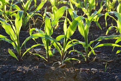 В Мордовии заложили демопосевы кукурузы