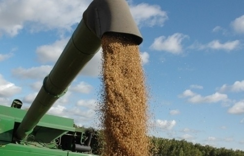 В Омске создали импортозамещающую пшеницу