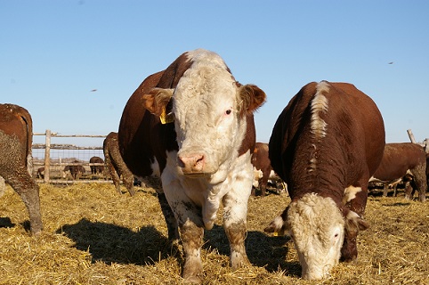 В Челябинской области обсудили перспективы мясного скотоводства