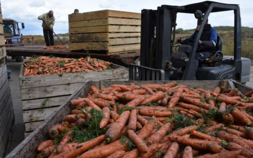 В Свердловской области стартовала уборка картофеля и овощей
