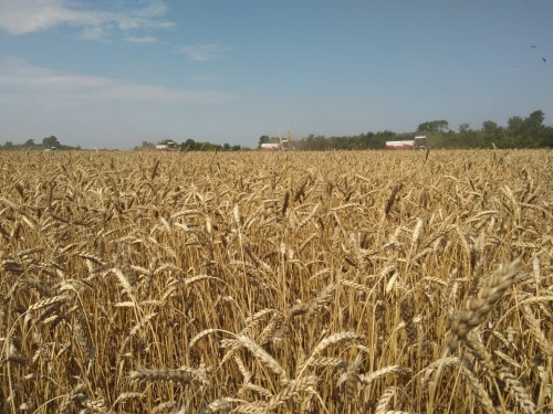 В Башкортостане собрали 4,3 млн тонн зерна
