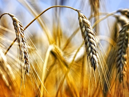 Новосибирские производители зерна получат поддержку