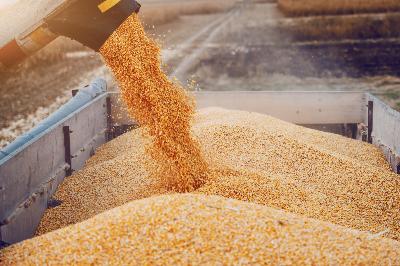 Саратовские хлеборобы собрали свыше 6 млн т зерна
