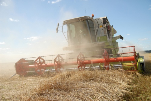В Кировской области рекордная урожайность зерновых