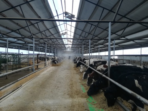 В Самарской области строятся молочные фермы