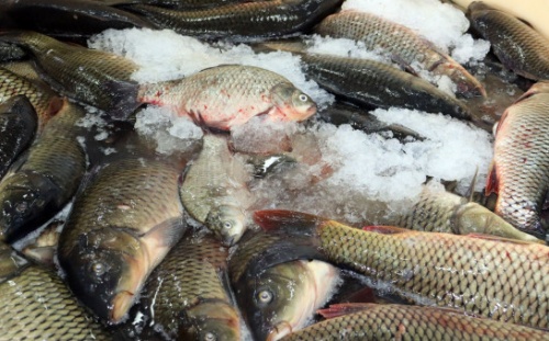 В Новосибирской области растут объемы вылова рыбы