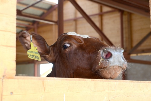 Кировские аграрии получают субсидии на мясное скотоводство