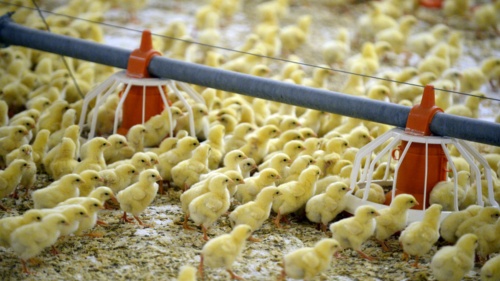 Пермская птицефабрика получит более 350 млн рублей инвестиций