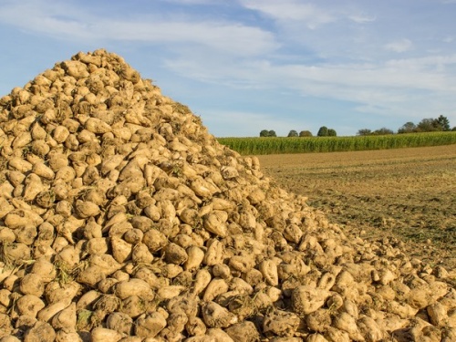 В Башкирии убрали 61% урожая сахарной свеклы