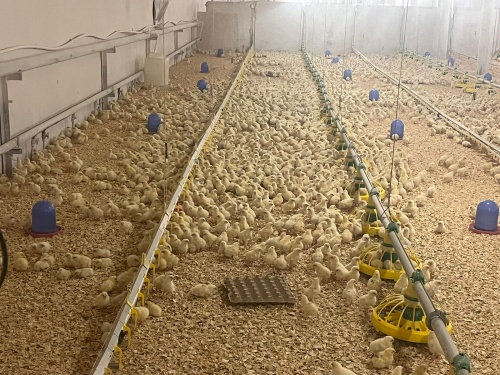 В Башкирии фермер увеличит производство яиц до 45 млн штук
