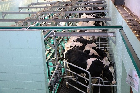 В Башкирии построят еще одну молочную ферму