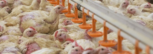 В Красноярском крае растет производство курятины