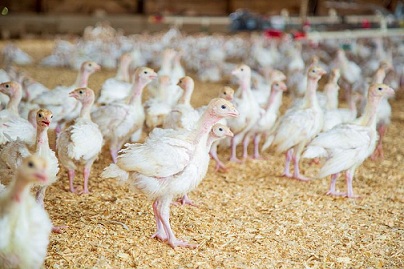 Алтайский край увеличит производство курятины