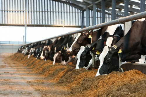В Пензенской области растет производство скота и птицы
