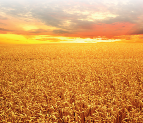 Влияние России на мировом рынке пшеницы стабильно