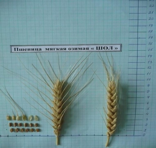 Казахстанские ученые вывели новый сорт озимой пшеницы