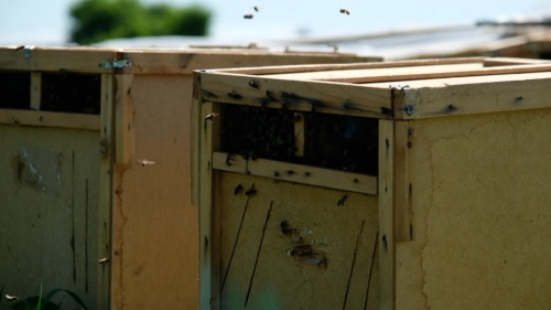 В Башкортостане проходит операция «Пчела»