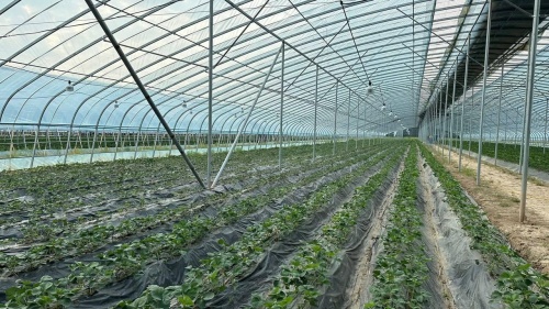 В Туркестанской области запустили 10 аграрных проектов