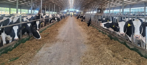 В Нижегородской области построили новую молочную ферму