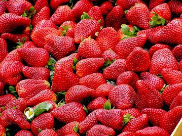 В Курганской области фермеры успешно выращивают ягоды