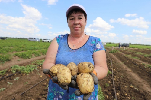 В Оренбуржье приступили к уборке капусты и картофеля