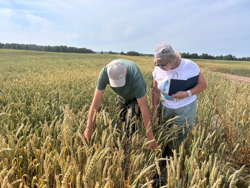 Томское хозяйство готовится к уборке озимой пшеницы