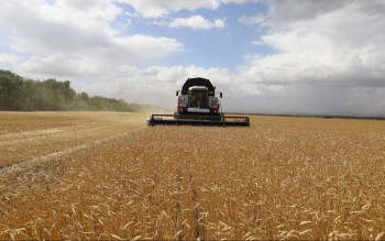 В Оренбуржье намолочено более 500 тысяч тонн зерна