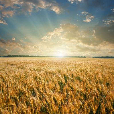 В Челябинской области растут посевы твердой пшеницы