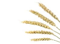 В Самарской области создан региональный зерновой союз