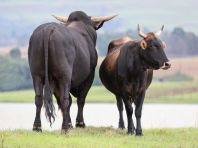 В Курганской области мясные хозяйства будут объединяться в кооперативы