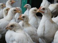 Тюменская птицефабрика увеличит поголовье кур-несушек до 1 миллиона 200 тысяч
