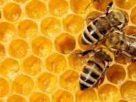 В Башкортостане в конкурсе пчеловодов победила восьмиклассница