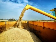 Кузбасские хлеборобы намолотили 958,5 тыс. т зерна