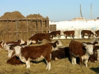 Алтайское хозяйство к октябрю запустит два новых объекта животноводства