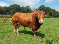 Мясное скотоводство в Курганской области дало прирост 5%