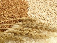 Аграрии Омской области перешагнули рубеж в 2 млн тонн зерна