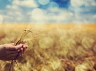 Аграрии Челябинской области намолотили 1 млн 130 тысяч т зерна