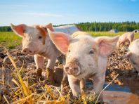 Алтайскому краю нужно 2 млрд рублей, чтобы достроить два свинокомплекса