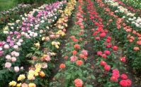 В Прикамье тепличный комплекс производит 300000 роз в год