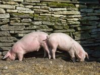 В Челябинской области на душу населения производится 20 кг свинины