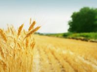 В Пензенской области в этом году создано семь сельхозкооперативов