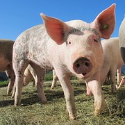 В Пензенской области выявлен второй очаг африканской чумы свиней