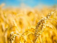 Саратовские хлеборобы собрали первый миллион тонн зерна нового урожая