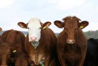 В молочном скотоводстве Башкортостана идет «перестройка мозгов»