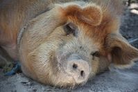 Максимальное снижение поголовья свиней в ЛПХ специалисты ветслужб предлагают в качестве эффективного способа борьбы с АЧС